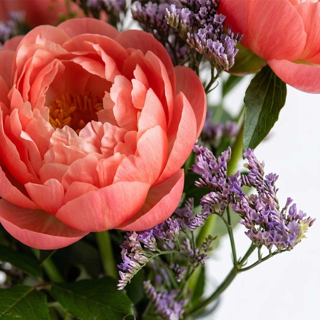 Coral Peony Letterbox Flowers