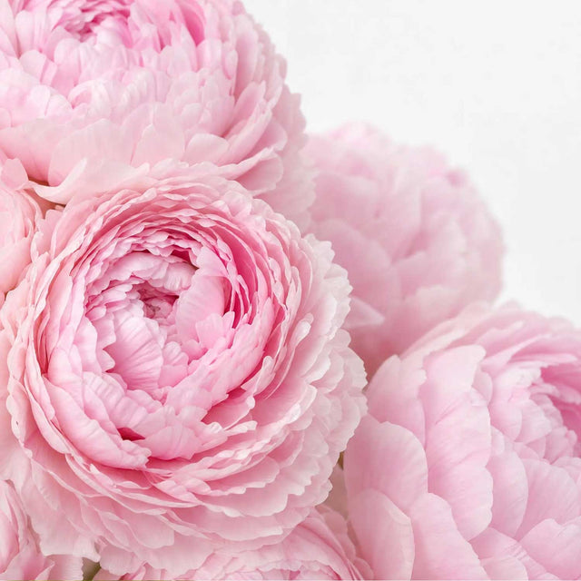 Pink Peonies Bouquet