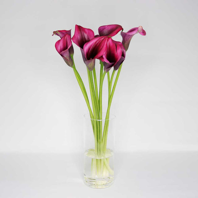 Pink Calla Lily