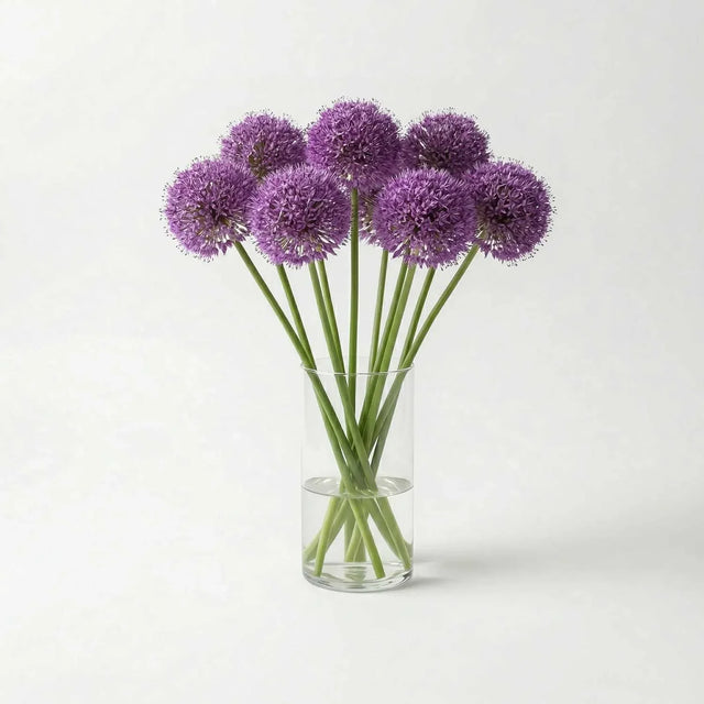 Allium Gladiator