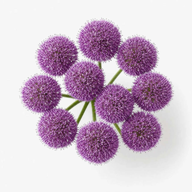 Allium Gladiator