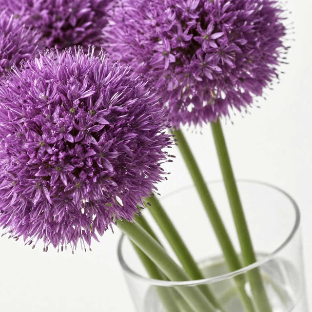 Allium Gladiator