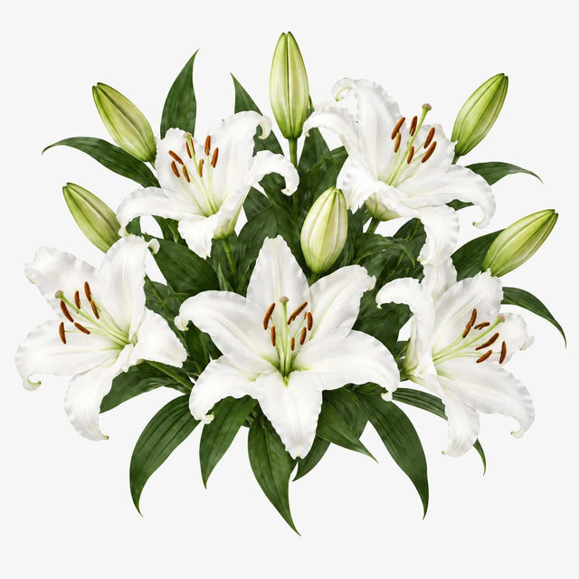 White Oriental Lilies