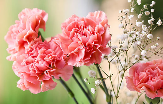 January’s Birth Flower: The Carnation