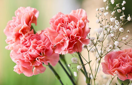 January’s Birth Flower: The Carnation