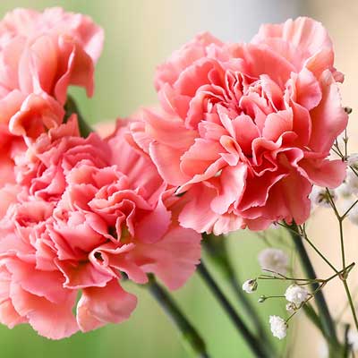 January’s Birth Flower: The Carnation
