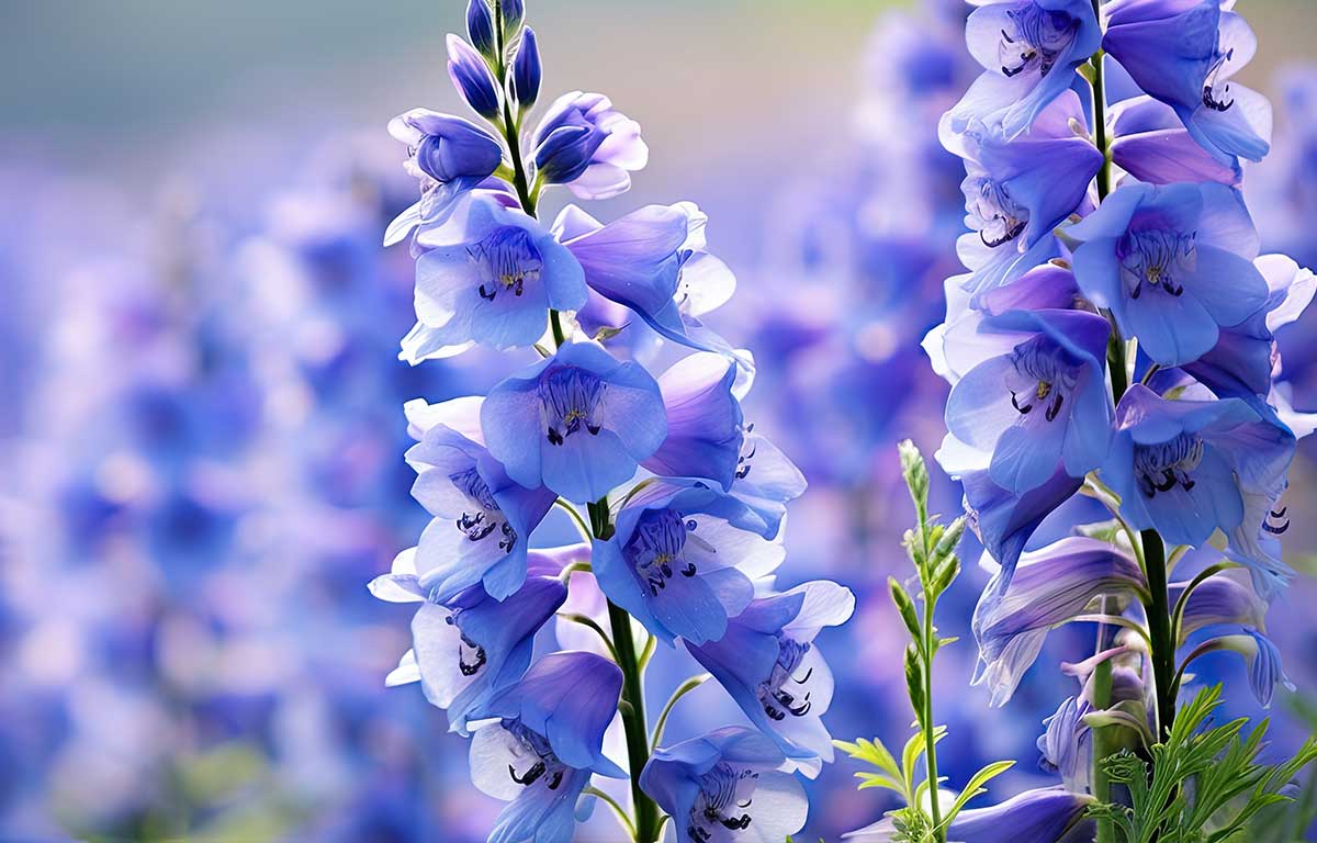 The Bloom of July: Birth Flowers, Blooms in Season & Birthday Gifting Ideas