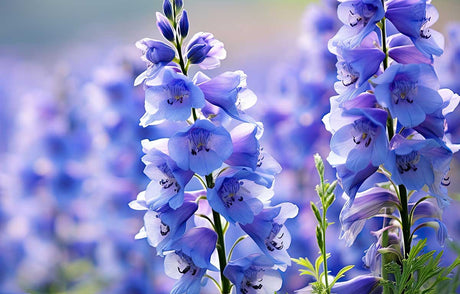 The Bloom of July: Birth Flowers, Blooms in Season & Birthday Gifting Ideas