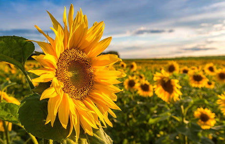 How to Grow Sunflowers in the UK and Where to Order Sunflower Bouquets - The Blossomist