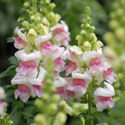 The Blossomist Glossary of Flowers: Types, Colours, Origins & Structures - The Blossomist