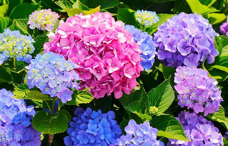 The Blossomist Guide to Hydrangeas: Beauty and Care - The Blossomist