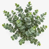 Eucalyptus Bunch - Flower Bouquet - The Blossomist
