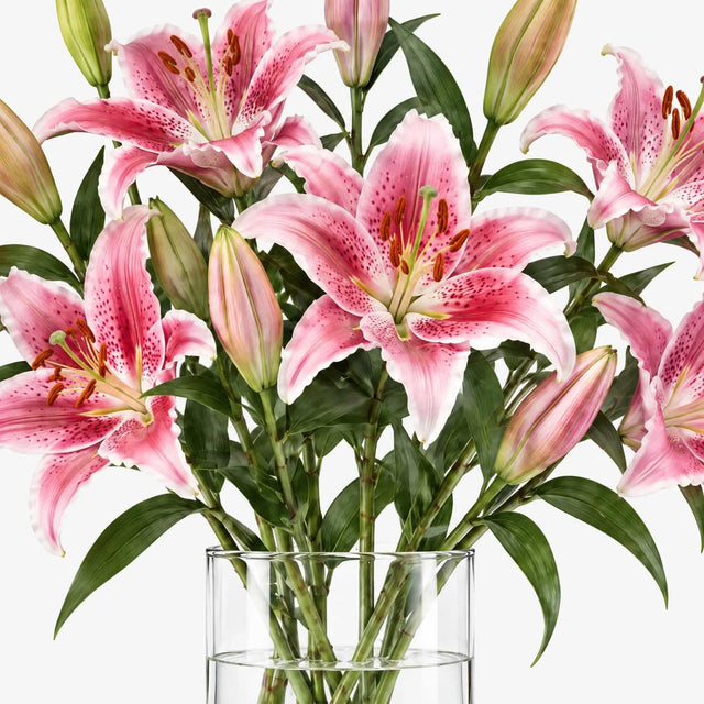 Pink Oriental Lilies