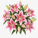Pink Oriental Lilies