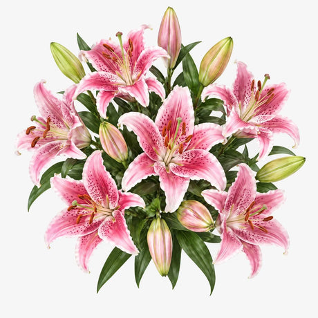 Pink Oriental Lilies