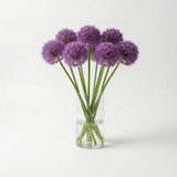 Allium Gladiator