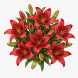 Red Lilies