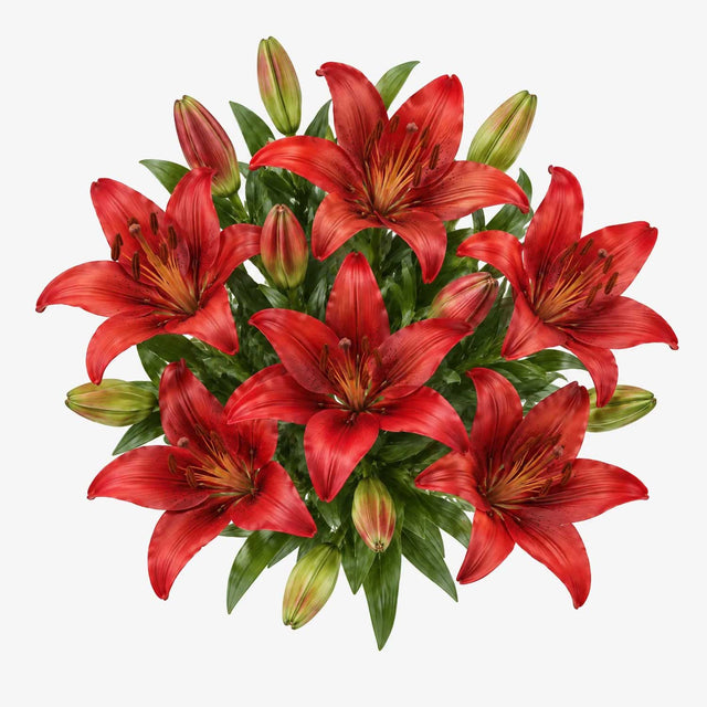 Red Lilies