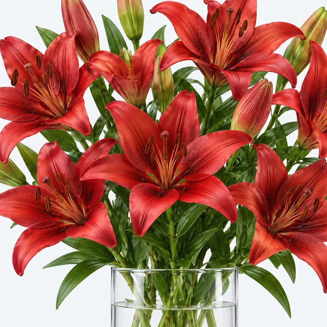 Red Lilies