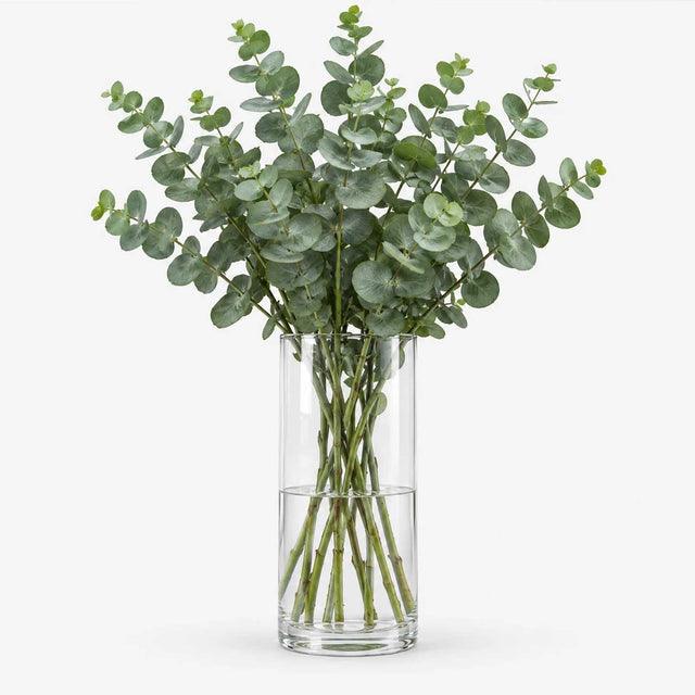 Eucalyptus Bunch