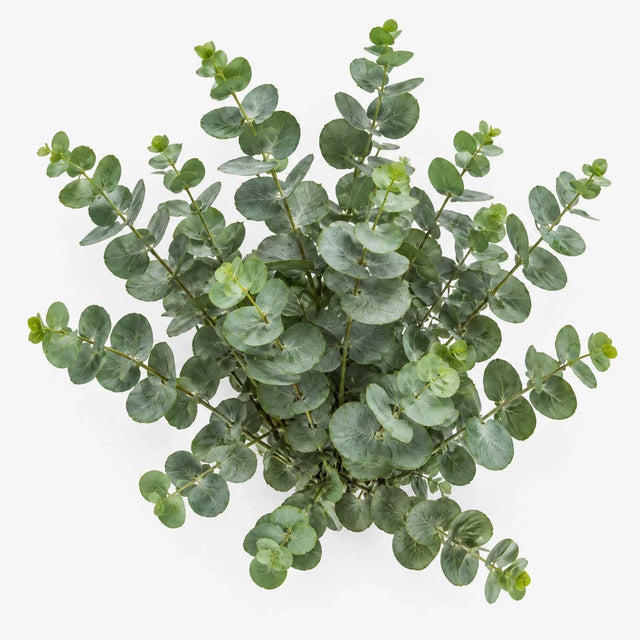 Eucalyptus Bunch