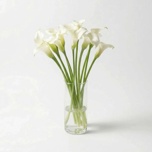 White Calla Lily