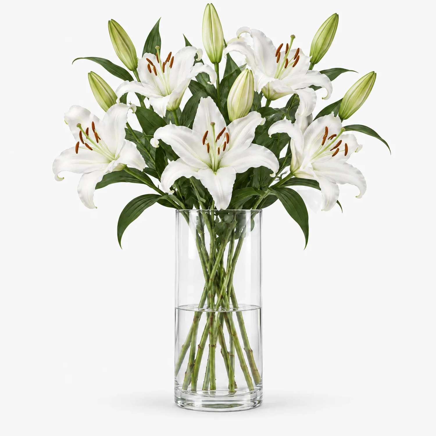 White Oriental Lilies