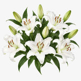 White Oriental Lilies