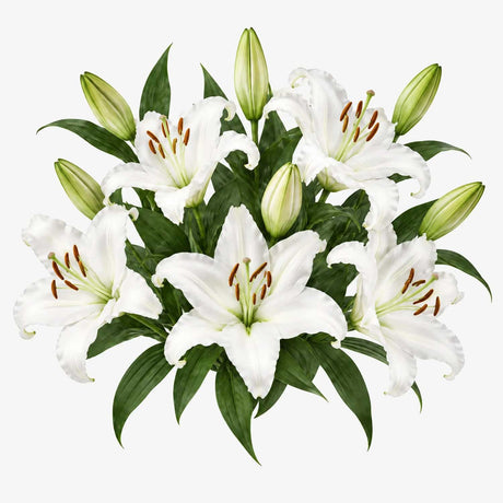 White Oriental Lilies