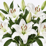 White Oriental Lilies